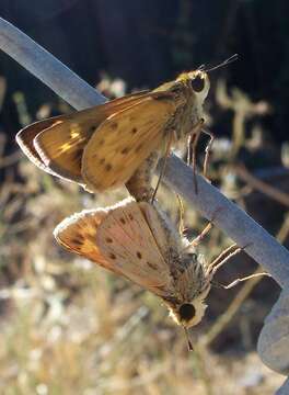 Image of Hylephila phyleus