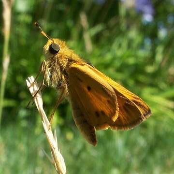 Image of Hylephila phyleus