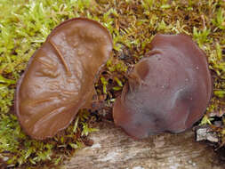 Image of Auricularia americana Parmasto & I. Parmasto ex Audet, Boulet & Sirard 2003