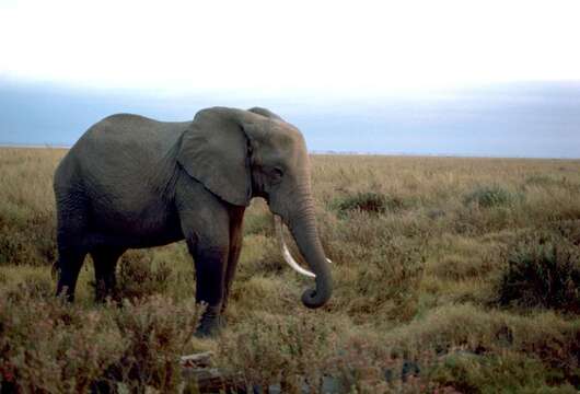 Image of African bush elephant