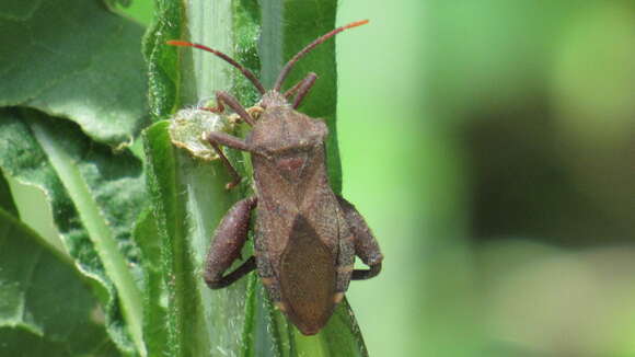 Image of Piezogaster calcarator (Fabricius 1803)