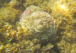 Image of rough star shell