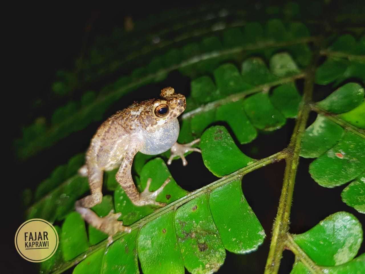 Image of Sigalegalephrynus Smart, Sarker, Arifin, Harvey, Sidik, Hamidy, Kurniawan & Smith 2017