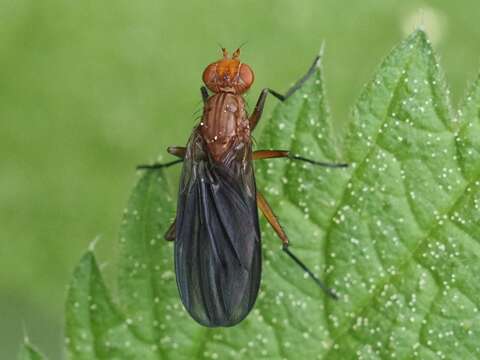 Image of Pelidnoptera leptiformis (Schiner 1862)