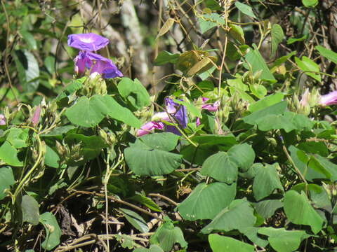 Image of Ipomoea villifera House