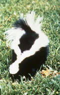 Image of Hooded and Striped Skunks