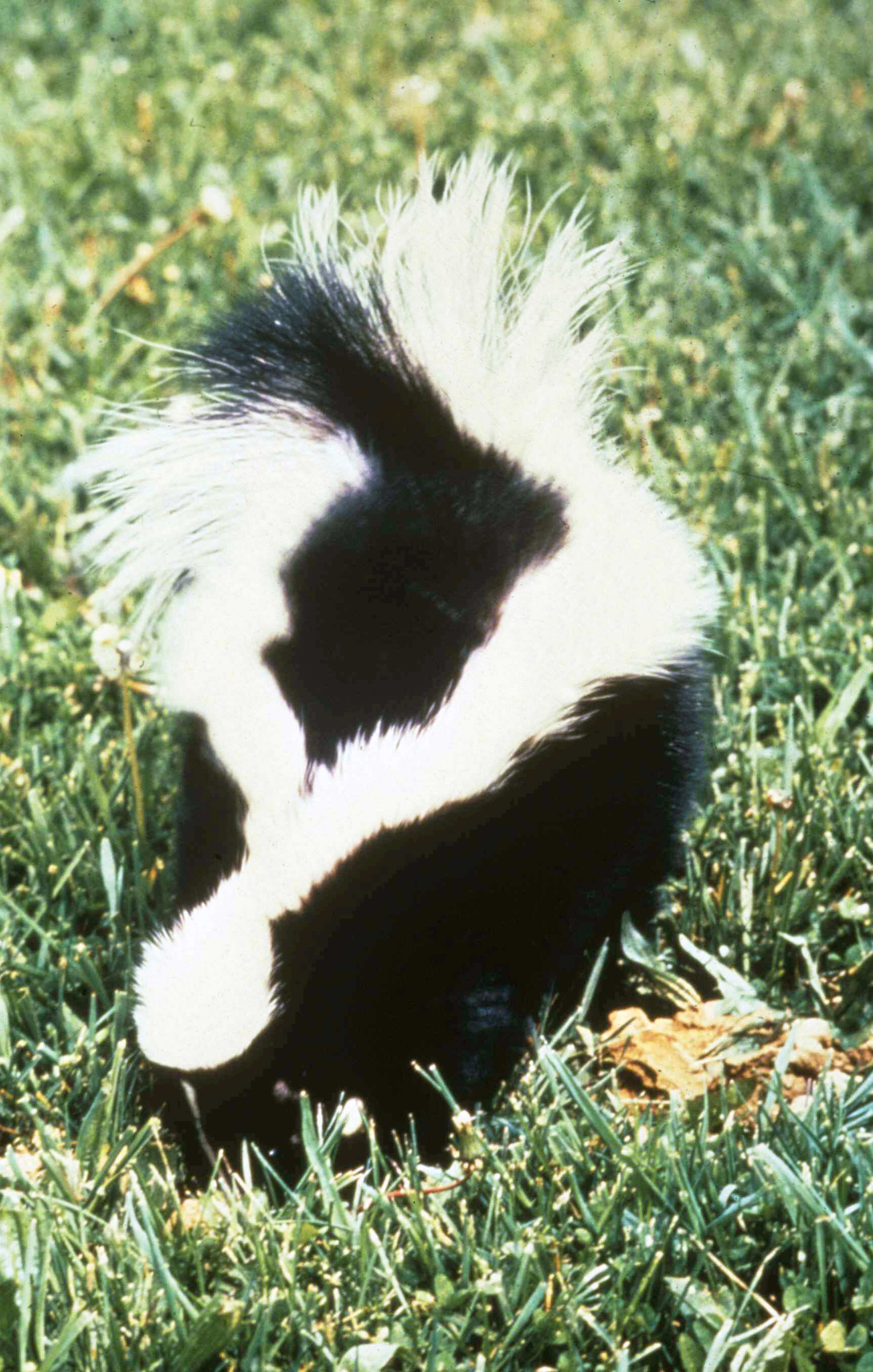 Image of Hooded and Striped Skunks