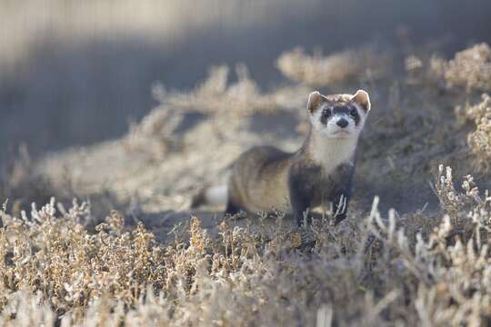 Image of Black-footed Ferret