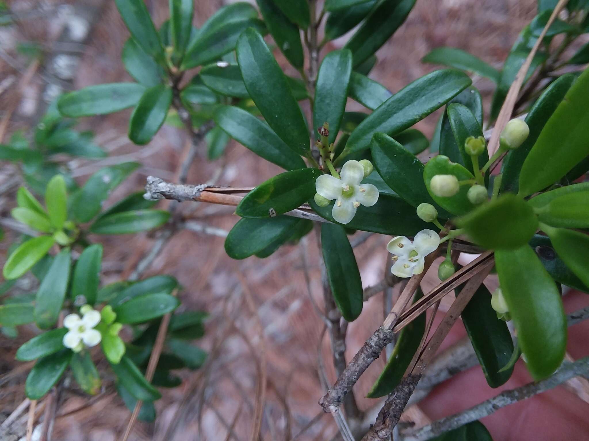 Imagem de Ilex myrtifolia Lam.