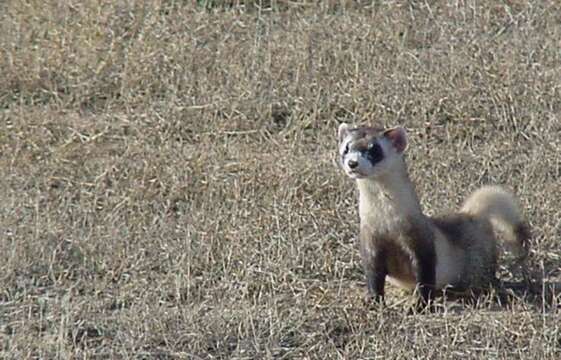 Image of Black-footed Ferret