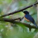 Image de Gobemouche des mangroves