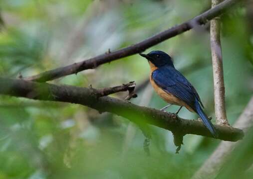 Image of Mangrove Blue Flycatcher