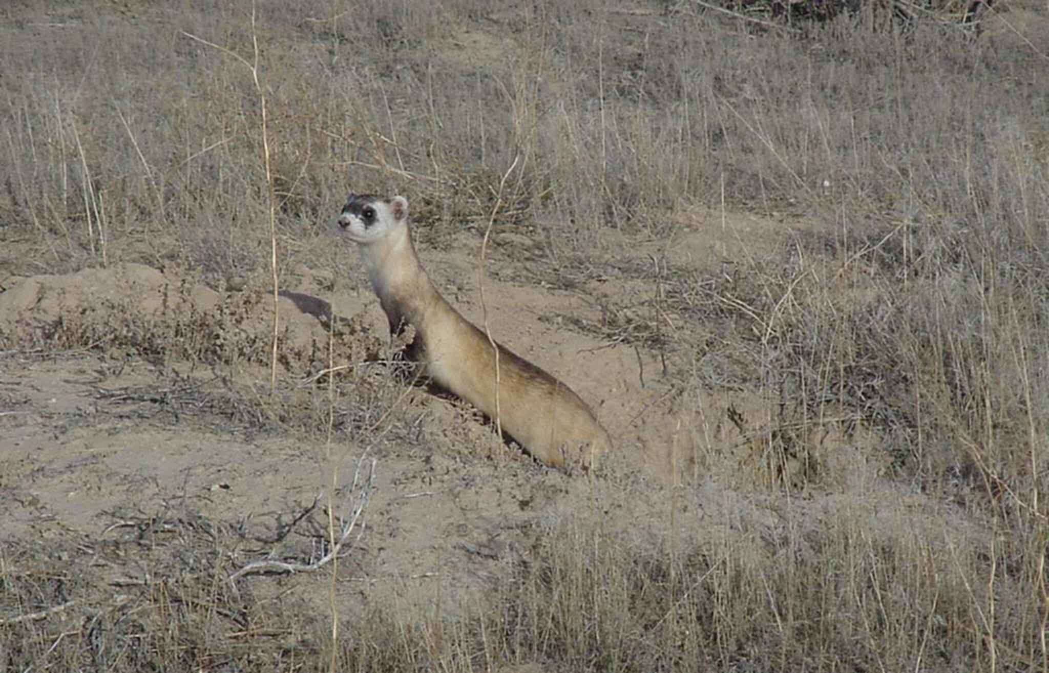 Image of Black-footed Ferret