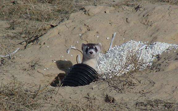 Image of Black-footed Ferret