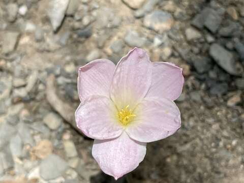 Imagem de Zephyranthes morrisclintii Traub & T. M. Howard