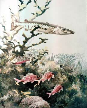 Image of barracudas