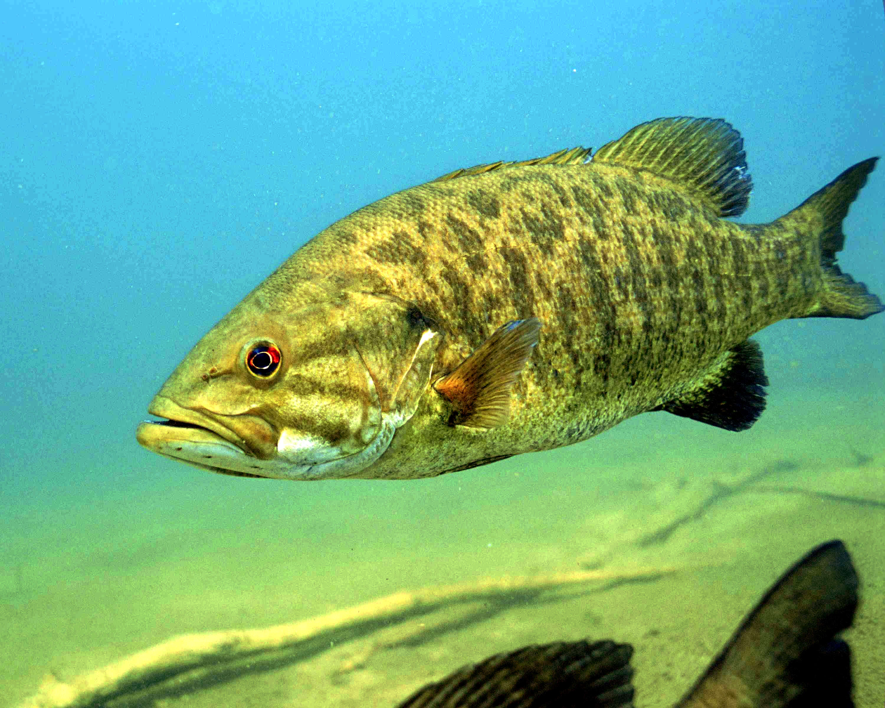 Image of Smallmouth Bass