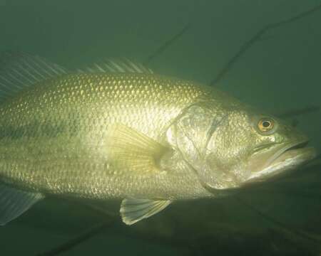 Image of black bass