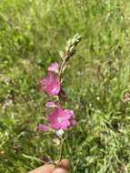 Image of dwarf checkerbloom