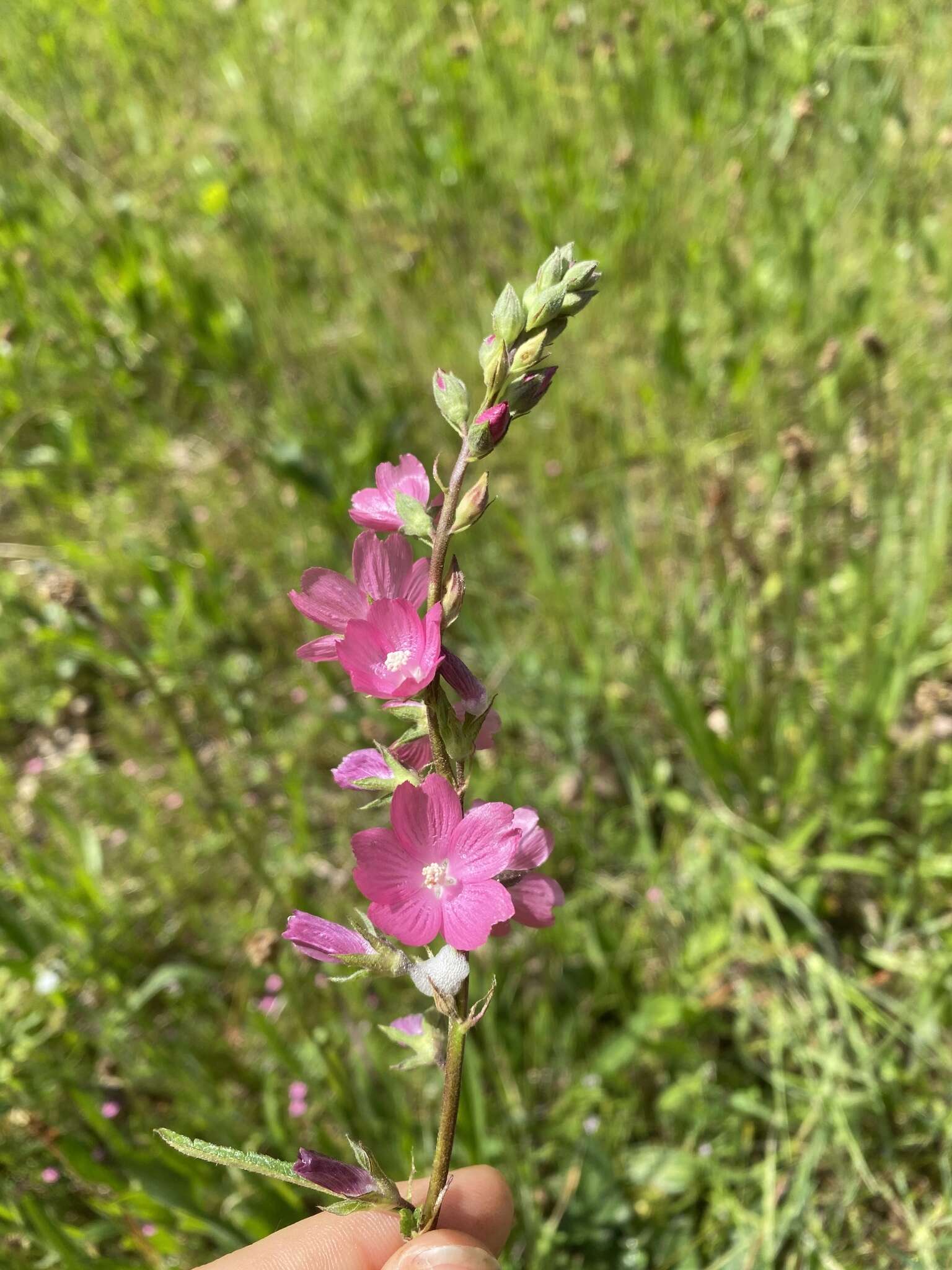 Image of dwarf checkerbloom