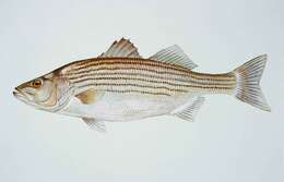Image of Striped Bass