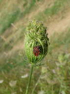 Image of Graphosoma italicum italicum