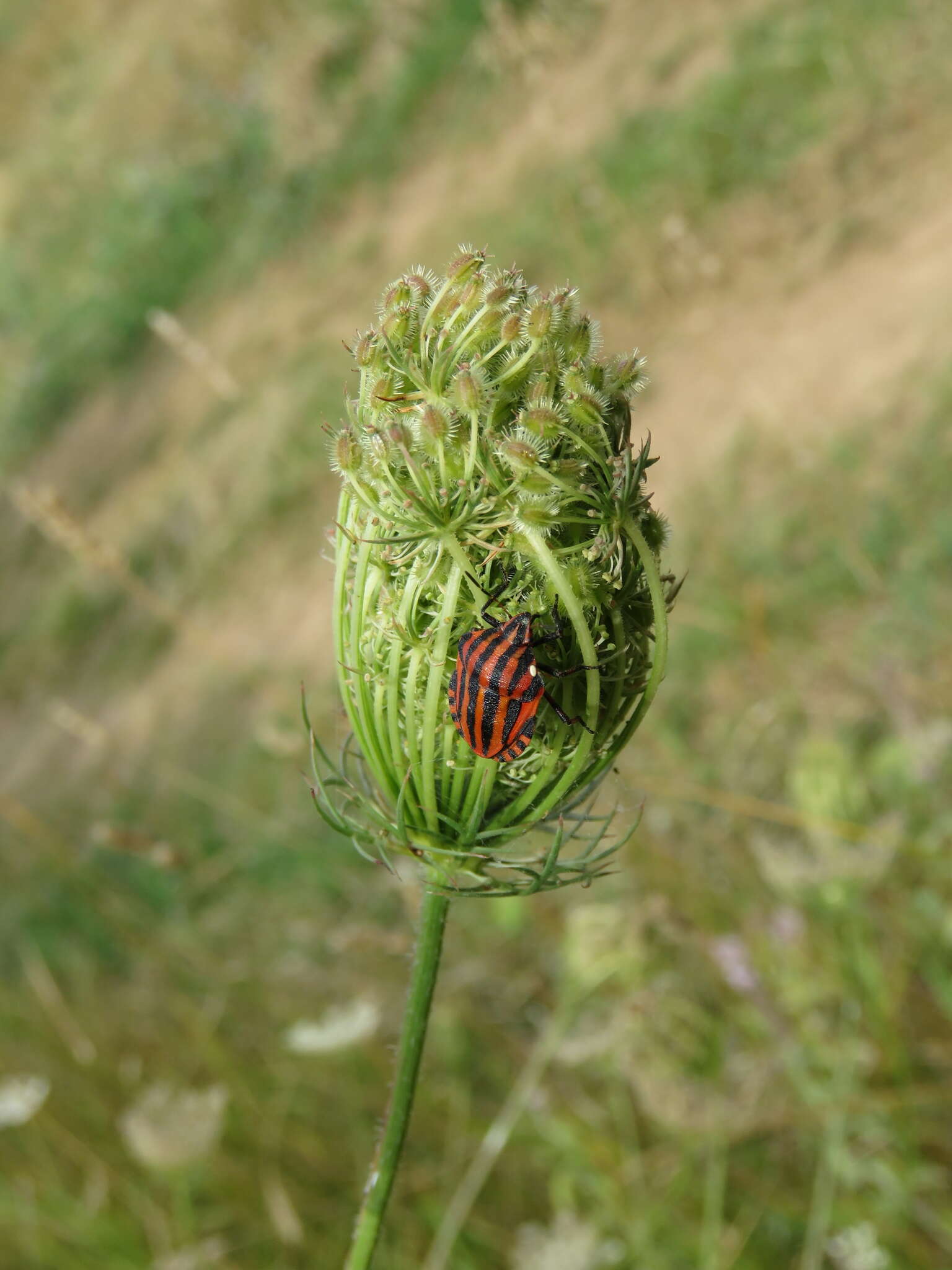 Image of Graphosoma italicum italicum