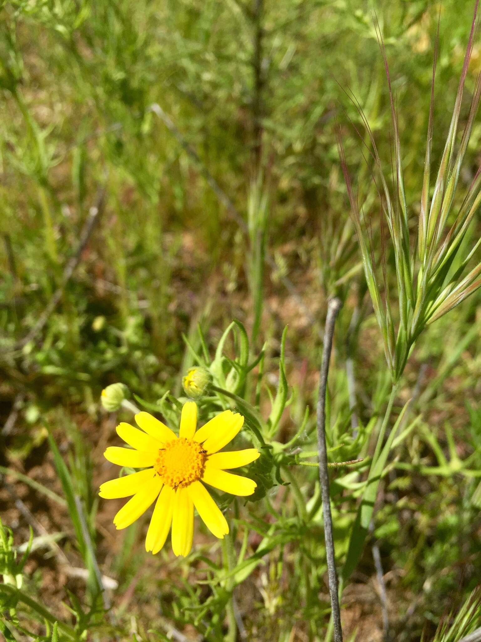 Lasthenia coronaria (Nutt.) Ornduff resmi