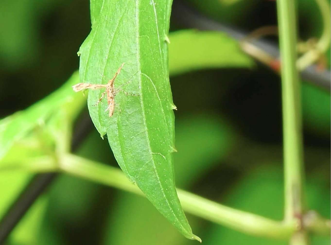 Image de Nippoptilia cinctipedalis Walker 1864