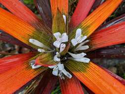 Image of Guzmania nidularioides L. B. Sm. & Read