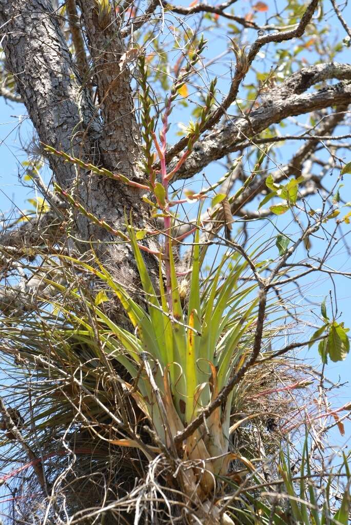 Imagem de Tillandsia comitanensis Ehlers