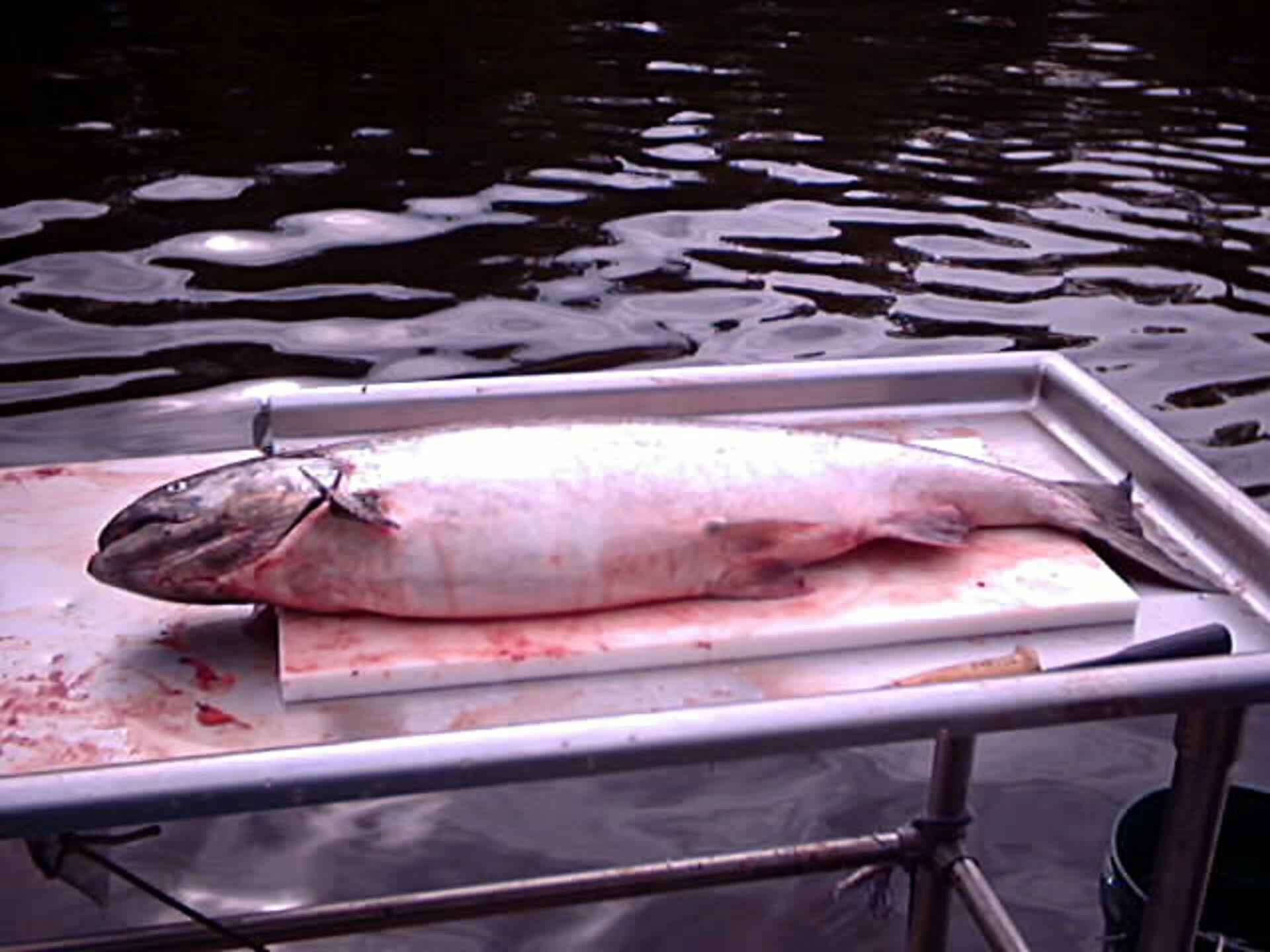 Image of Chinook Salmon