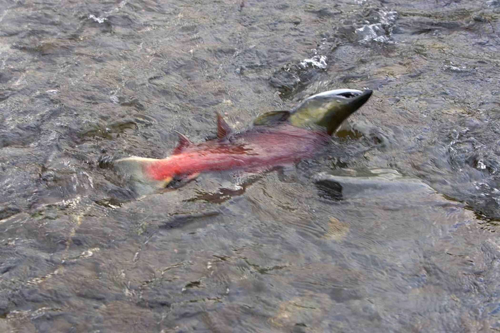 Image of Sockey Salmon