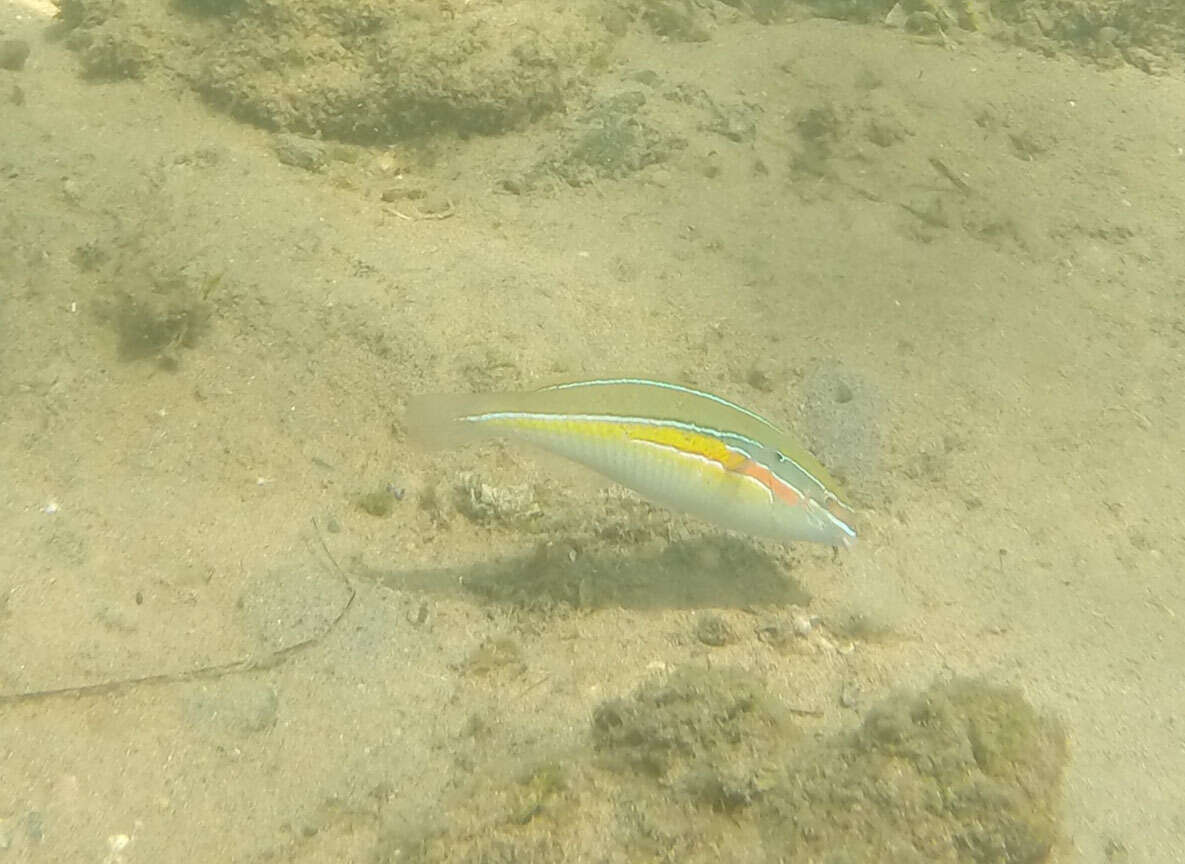 Image of Stripebelly wrasse