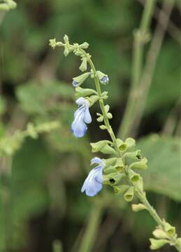 Image de Salvia cardiophylla Benth.