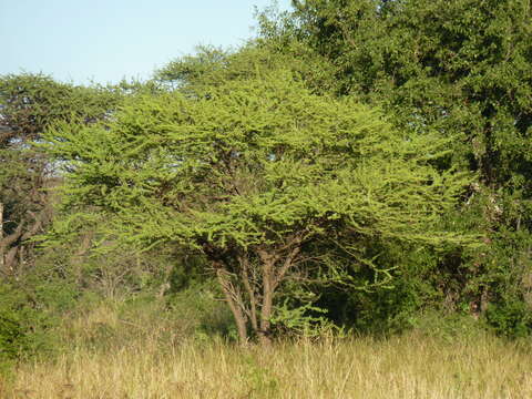 Vachellia tortilis (Forssk.) Galasso & Banfi的圖片