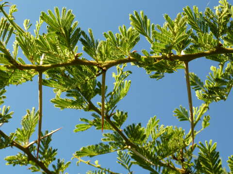 Vachellia tortilis (Forssk.) Galasso & Banfi的圖片