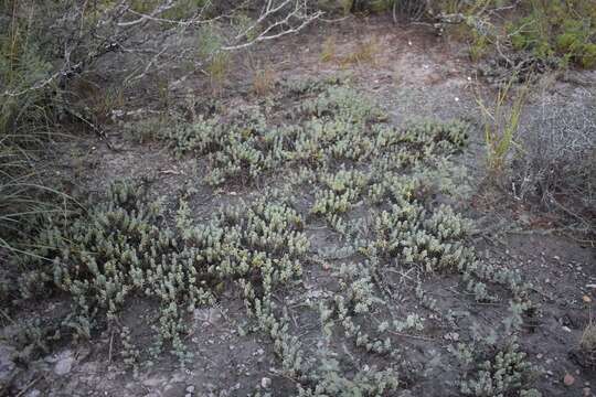 Image of Beach Seepweed