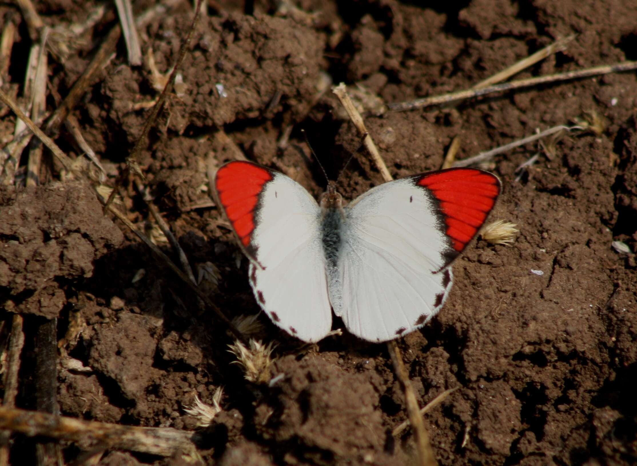 Image of Scarlet Tip