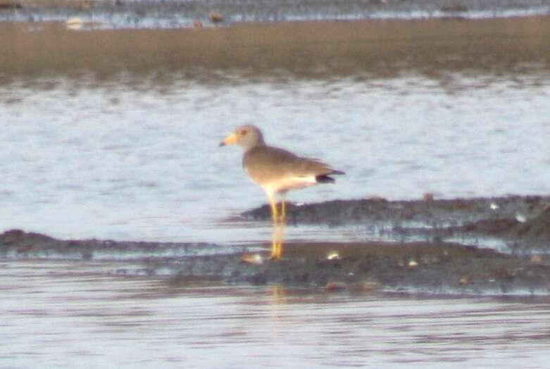 Image of Grey-headed Lapwing