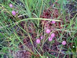 Plancia ëd Polygala cruciata L.