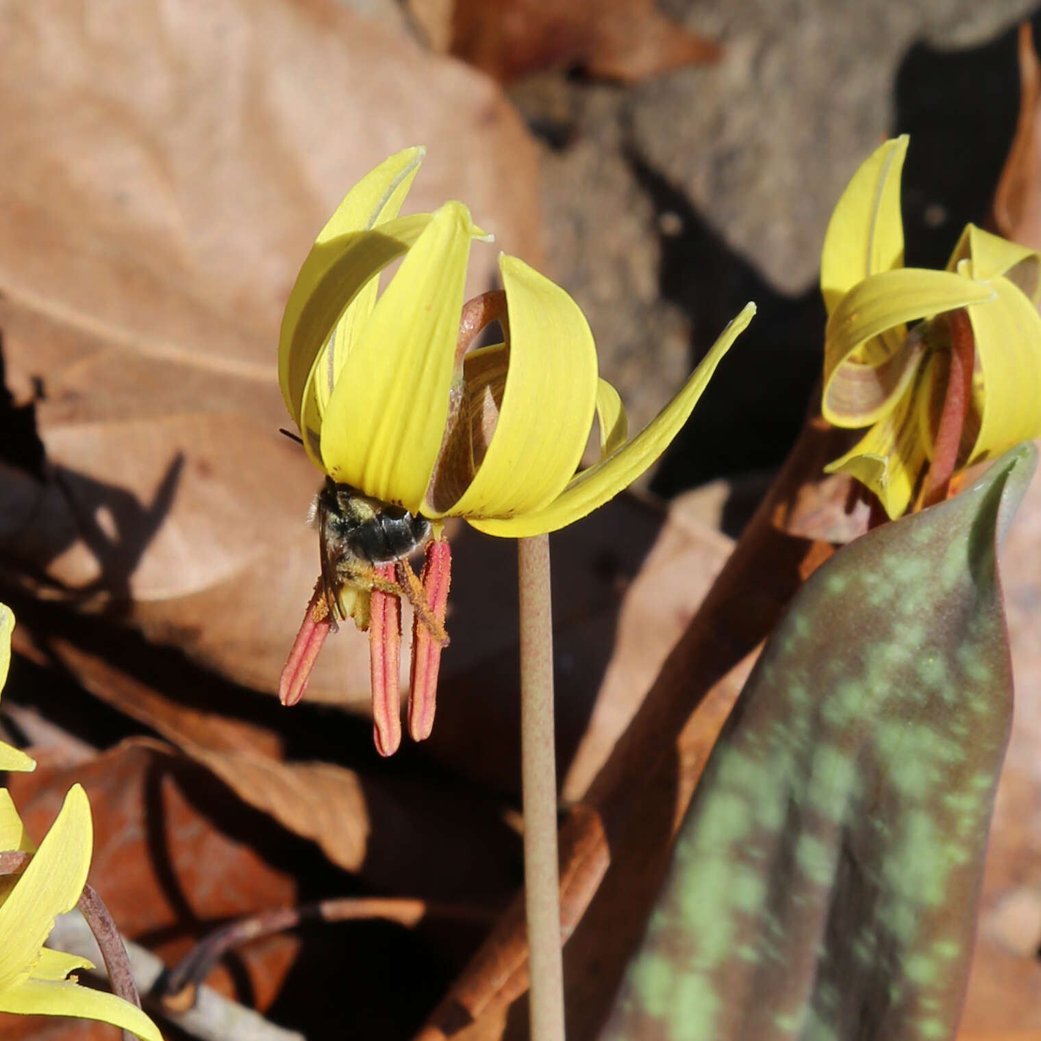 Image of dogtooth violet