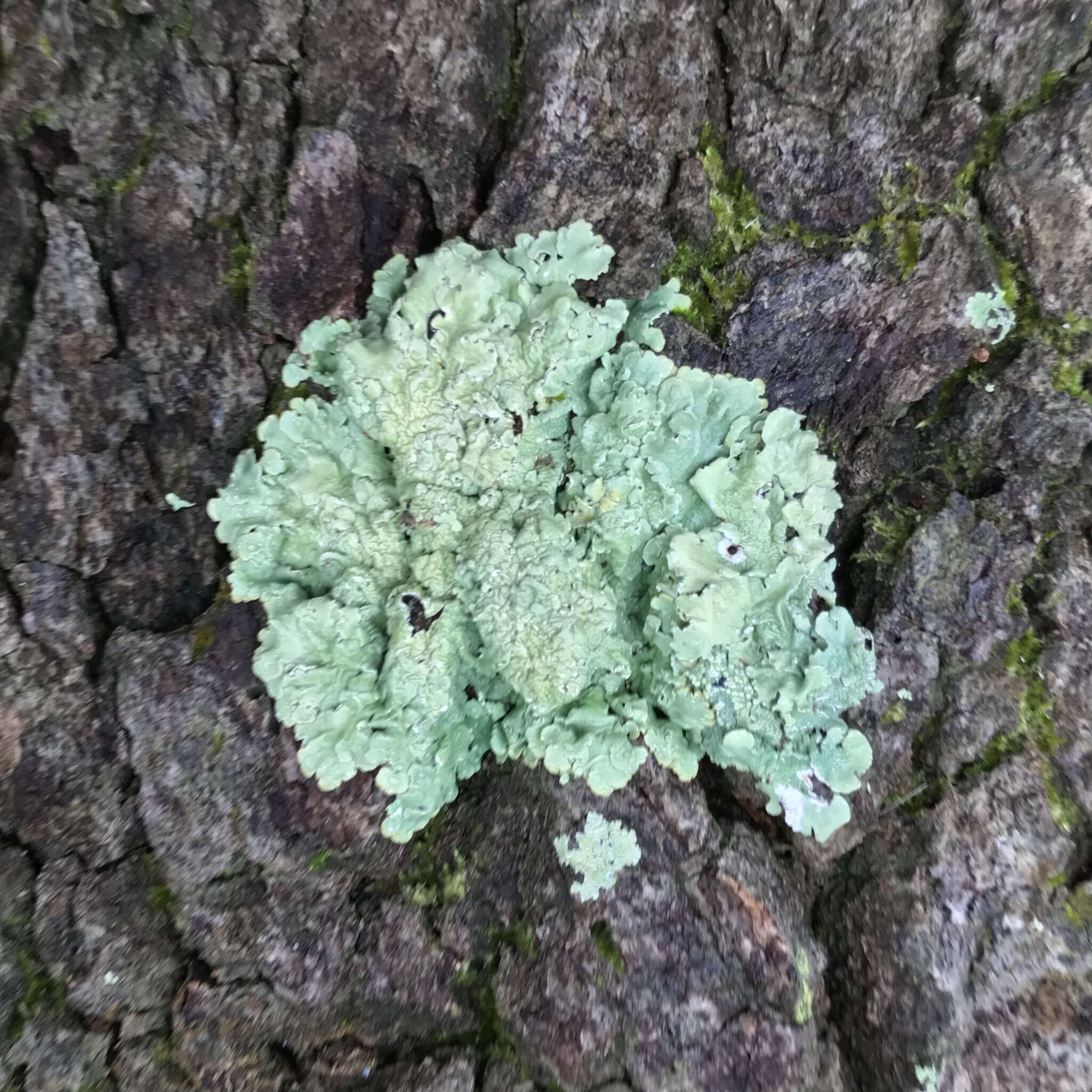 Image of Texan canoparmelia lichen