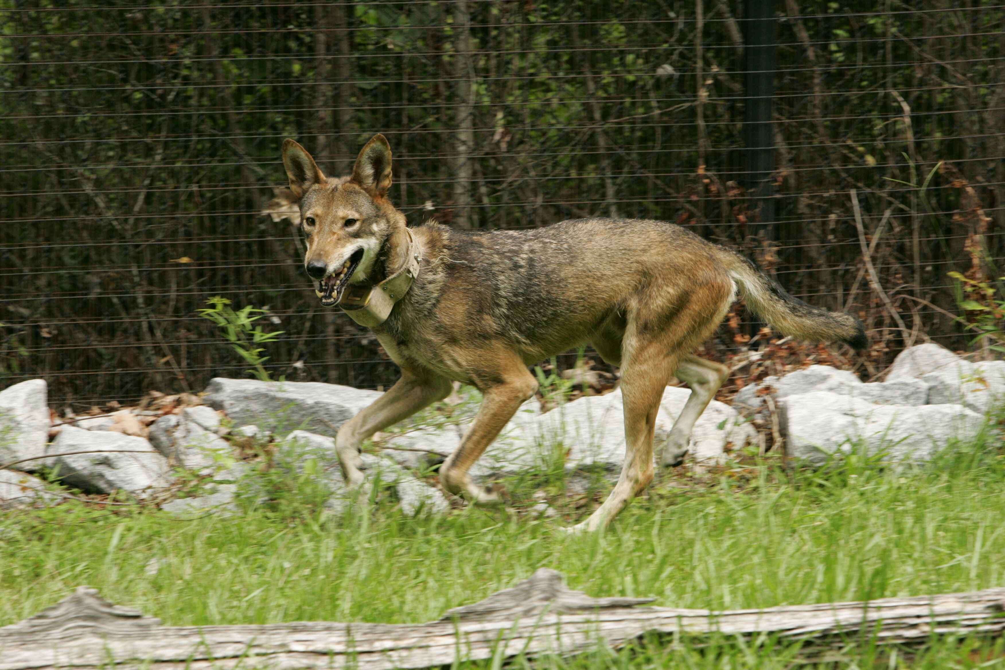 Image of Red wolf