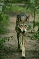 Image of Red wolf