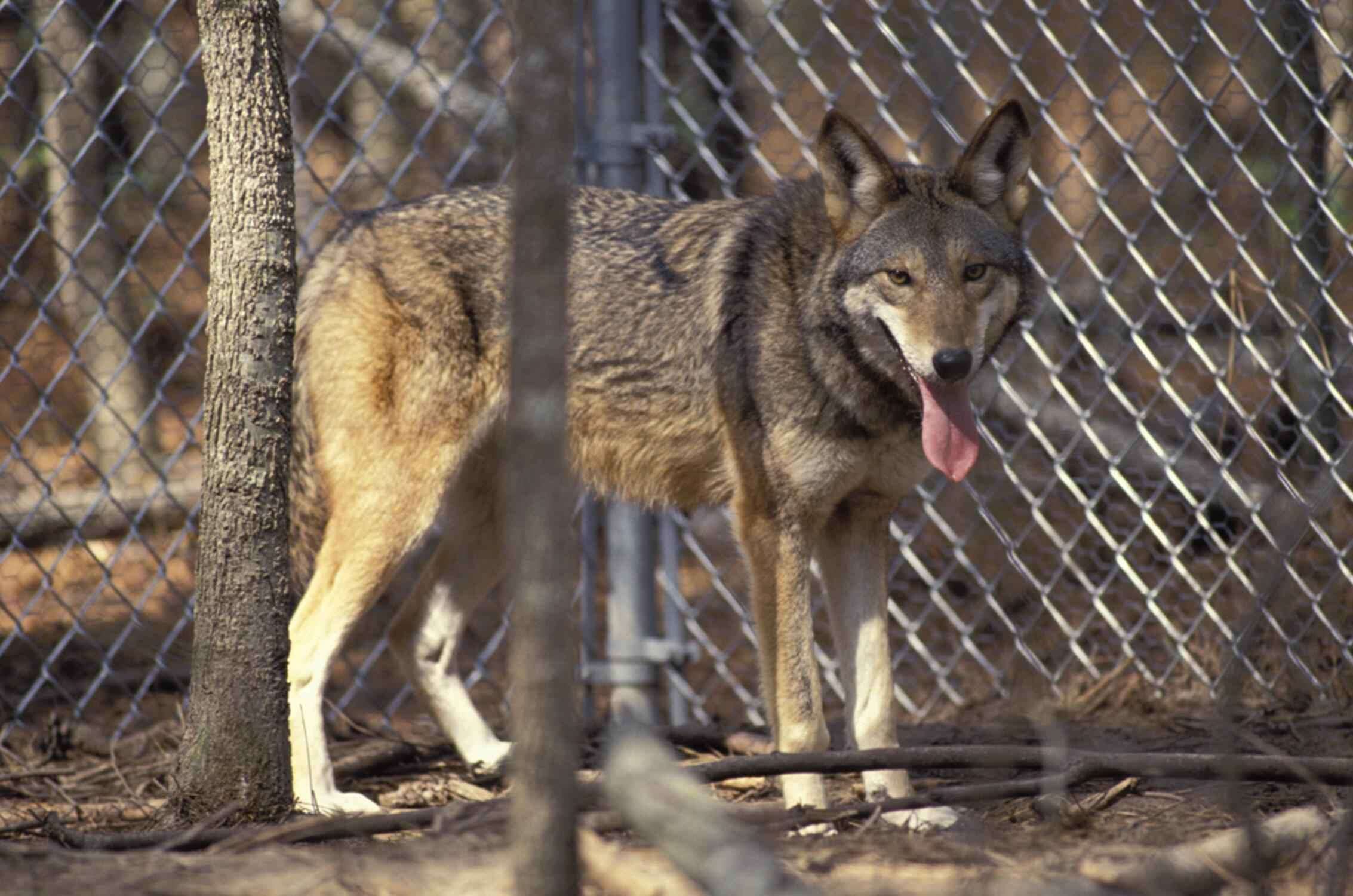 Image of Red wolf