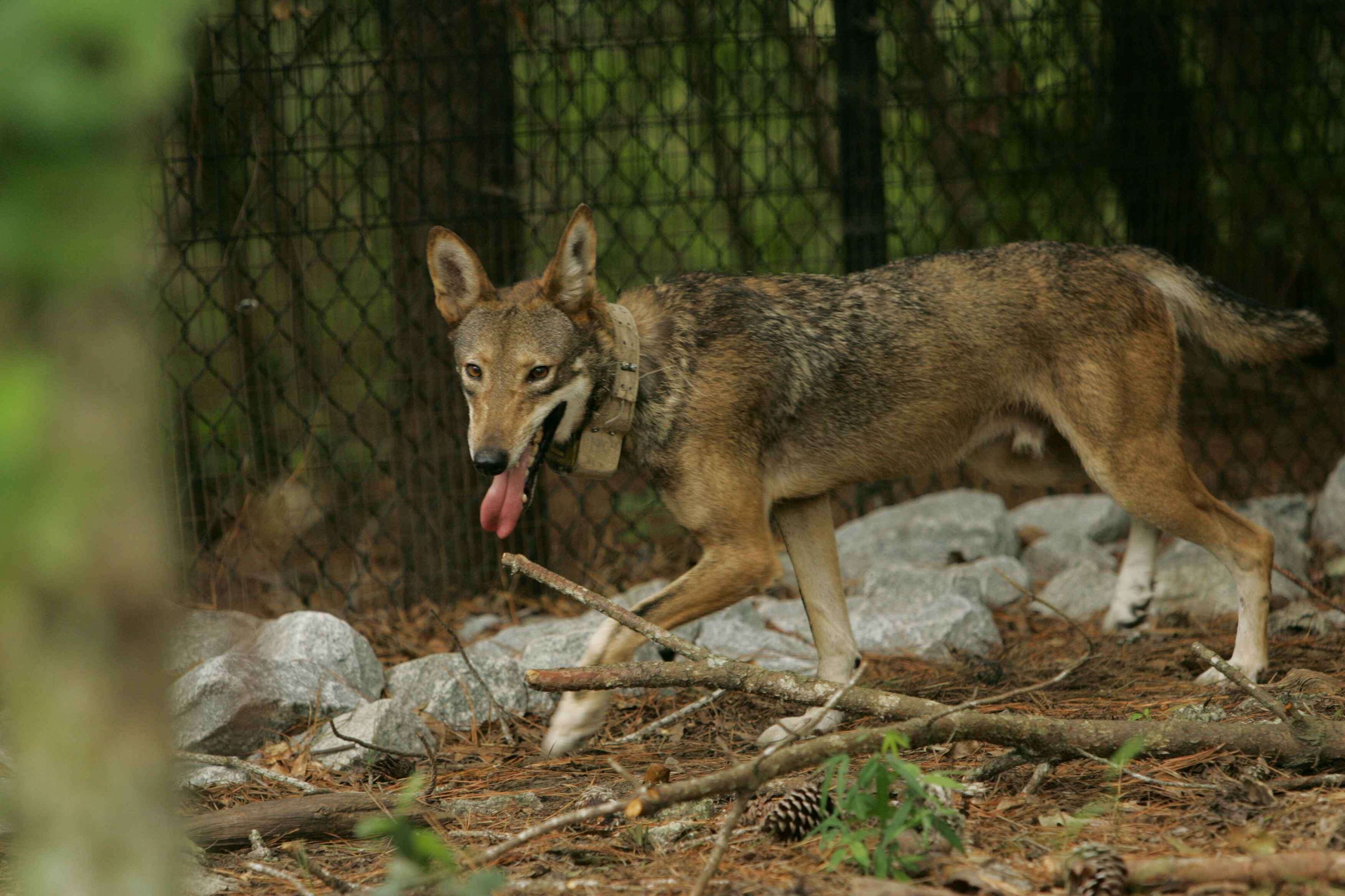 Image of Red wolf