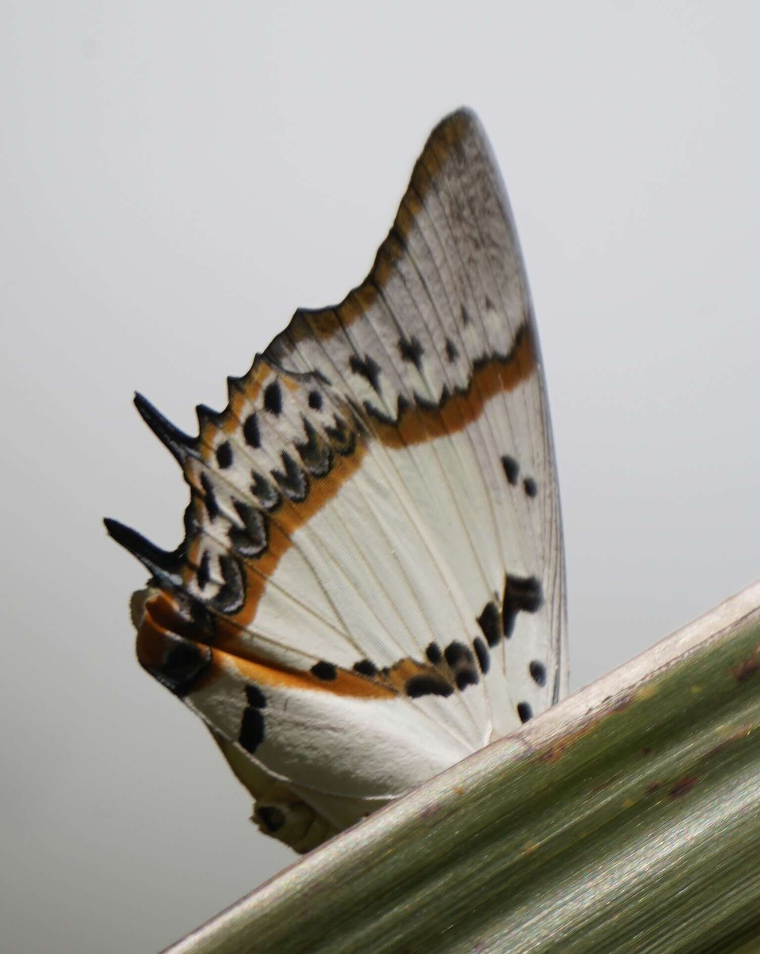 Imagem de Polyura nepenthes Grose-Smith 1883