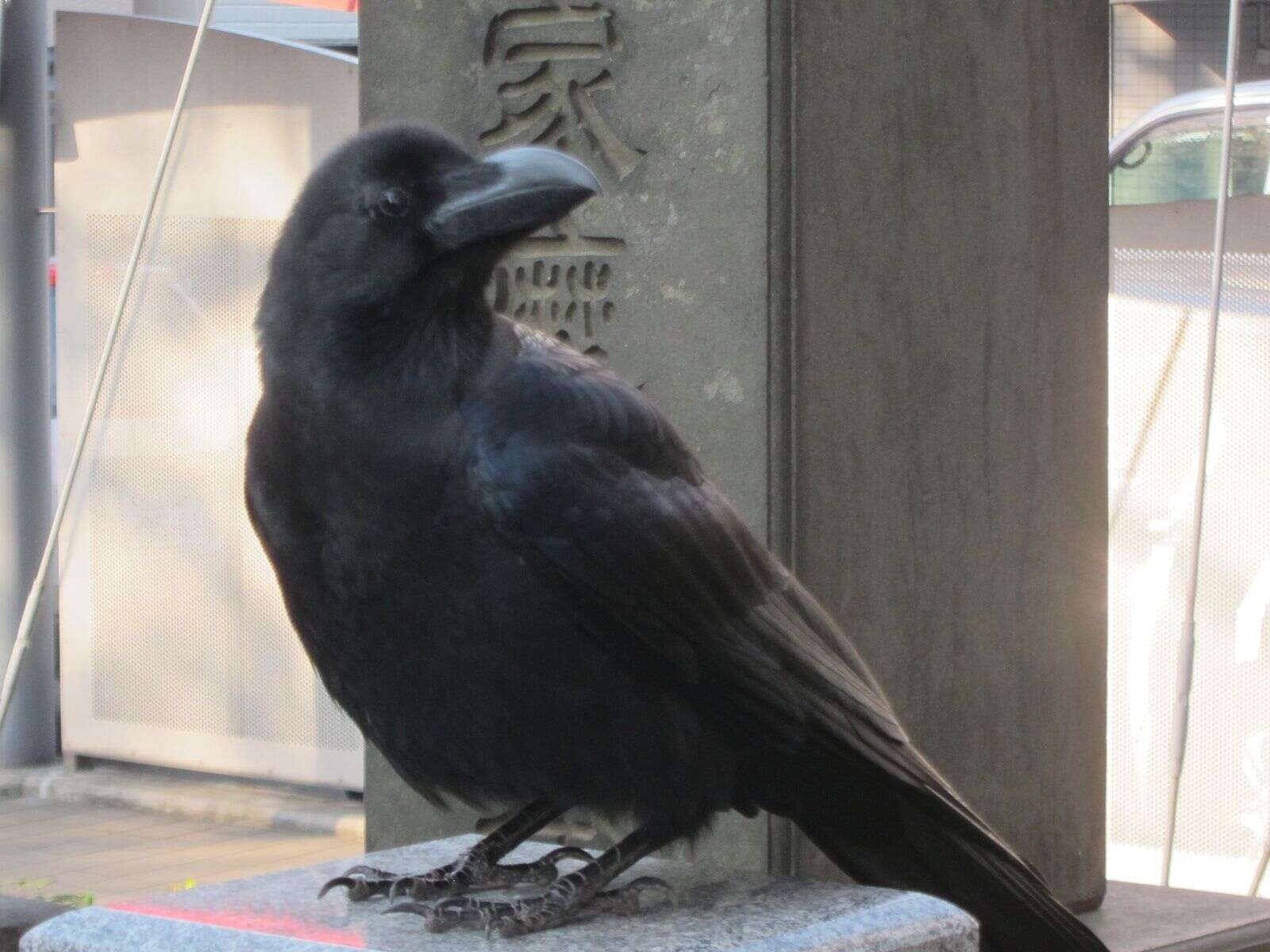 Imagem de Corvus macrorhynchos Wagler 1827