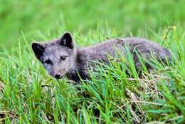 Image of Arctic Fox